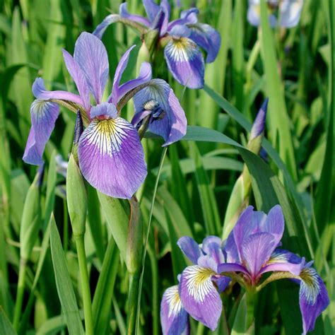 Iris versicolor Northern Blue Flag for sale | Rare Roots