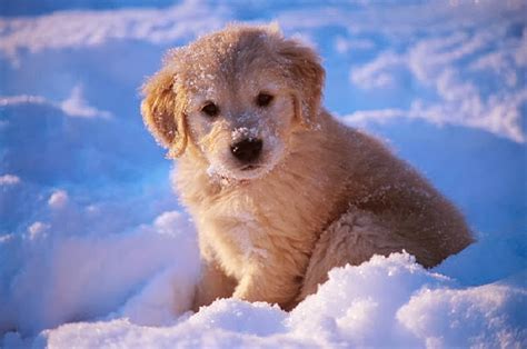 Adorable Golden Retriever Puppies in the Snow! - Snow Addiction - News ...