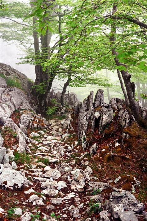 Rocky path in foggy forest stock photo. Image of landmark - 29210854