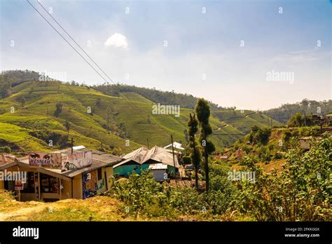 Nuwara Eliya tea fields of Sri Lanka Stock Photo - Alamy