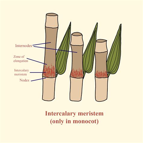 Meristematic Tissue Diagram, Types, Location & Characterstic