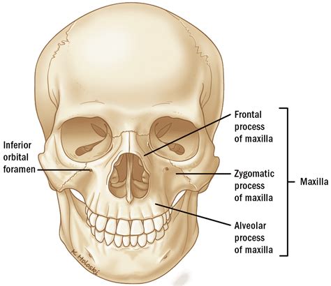 Hard Palate Cancer ‣ Anatomy ‣ THANC Guide