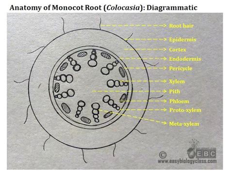 Monocot Root Cross Section | Root diagram, Biology diagrams, Elementary ...