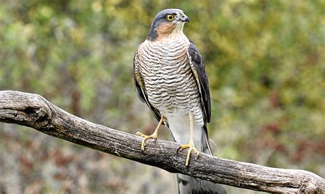 Falcon Images: Peregrine Falcon Nesting Season Uk