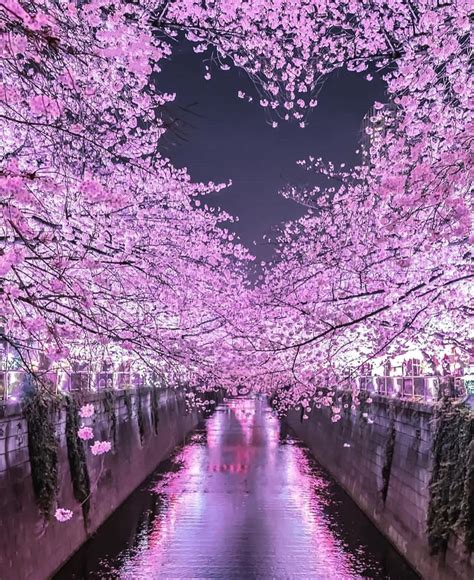 Night shots of cherry blossoms in Japan 🌸🌸🌸 . Pics by @number_shiiix # ...