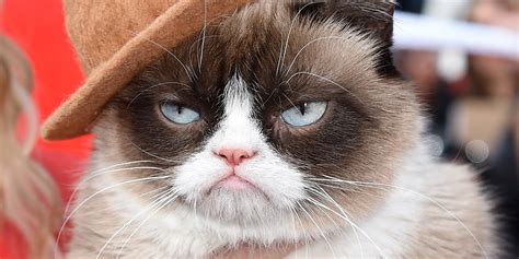 Grumpy Cat Meme Wallpaper - WallpaperSafari