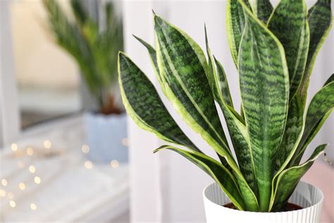 The Best Clean Air Plants for your Home or Office - Live Walls