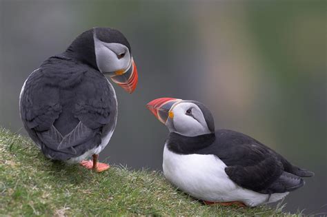 How and where to see puffins in the UK - All Things Wildlife.co.uk