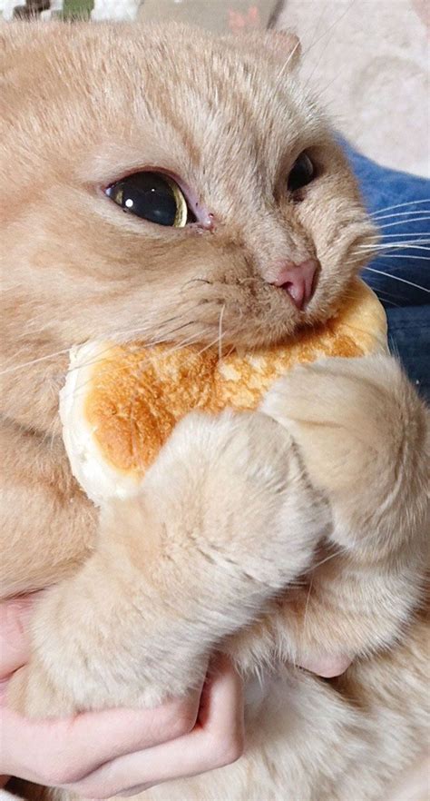 Tumblr User Explain Why Cats Are Obsessed With Eating Bread | Cute baby ...