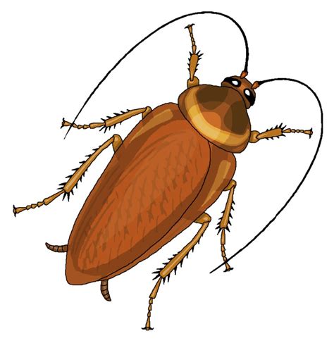 cockroach clipart png 10 free Cliparts | Download images on Clipground 2024