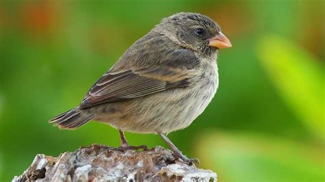 Darwin's Finches at the Galapagos Islands | Happy Gringo Travel