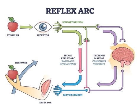 Somatic Nervous System: Definition, Function and Examples