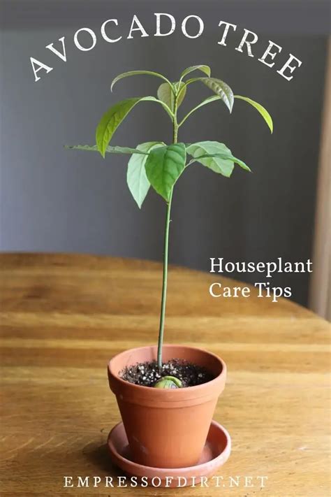 How to Grow an Avocado Tree as a Houseplant | Empress of Dirt