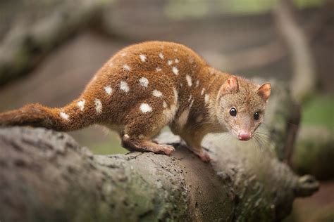 The Six Species Of Quoll Found In Oceania - WorldAtlas