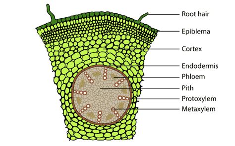 NCERT Solutions for Class 11 Biology Chapter 6 - Anatomy of Flowering ...