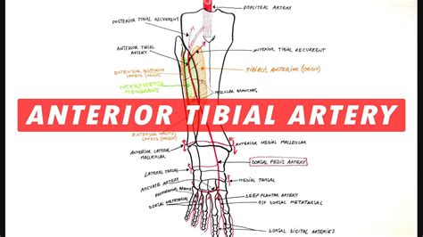 [Download 43+] 36+ Posterior Tibial Pulse Vs Dorsalis Pedis Gif jpg