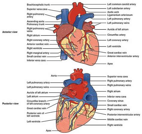 Anatomy of the Human Heart - Physiopedia