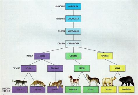 Animal Classification Kingdom Phylum Chart