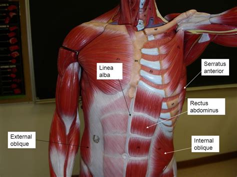 Abdomen Anatomy Muscles Female