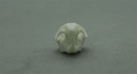 Replica Mouse Skull