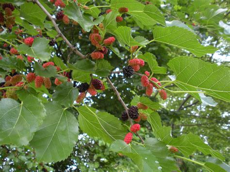 Mulberry Season Approaches - Urban Forest Dweller