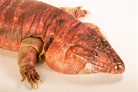 Red Tegu Lizard (Tupinambis rufescens) - Joel Sartore