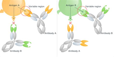 Specificity of antibodies - Kyowa Kirin