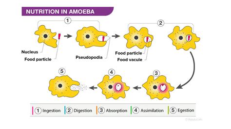 Explain the process of nutrition in Amoeba.