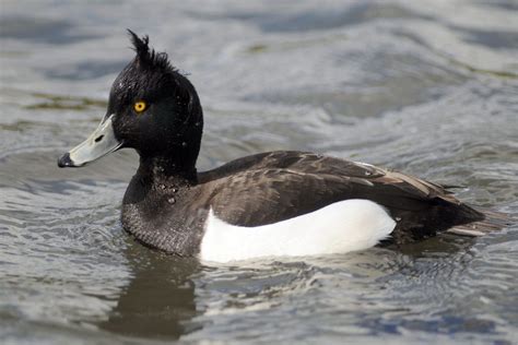 Tufted Duck - BirdWatch Ireland