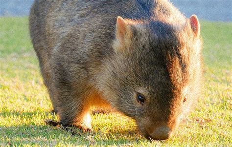 Wombats Animals