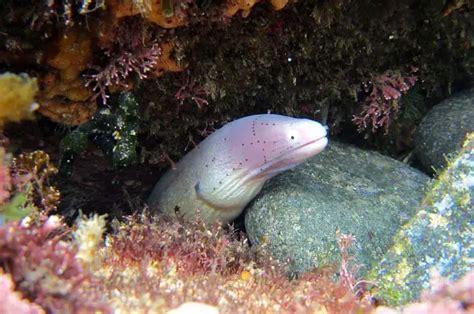 Moray Eel - Description, Habitat, Image, Diet, and Interesting Facts