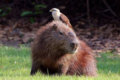 PsBattle: This Capybara with a Bird : photoshopbattles