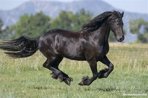 purebred Black Friesian gelding running in Longmont, CO | Horses ...