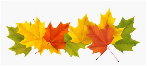 September Leaf Png - Transparent Background Fall Leaf Clipart, Png ...