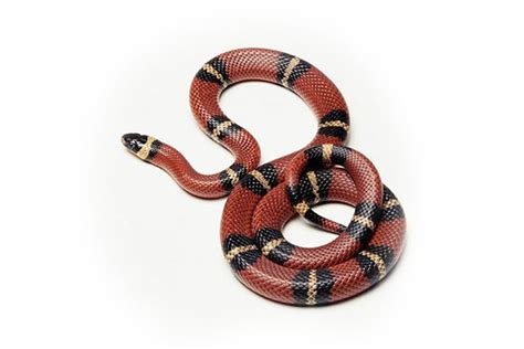 King-Snake-Facts - Reptile Super Show