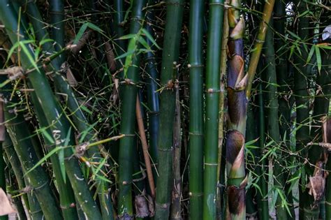 Premium Photo | Bamboo stalks in the bamboo grove