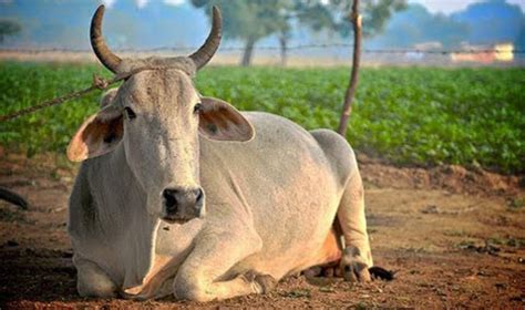 Cow Becomes National Animal of Nepal | VegNews