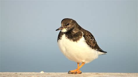 70+ Free Turnstones & Bird Photos - Pixabay