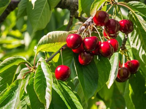 Caring For Stella Cherry Trees – Learn How To Grow Stella Cherries