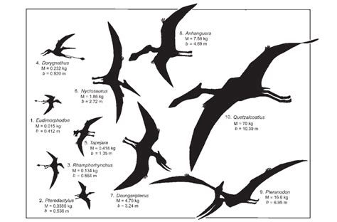 Quetzalcoatlus Size Comparison