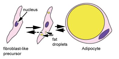 Adipocyte Cell