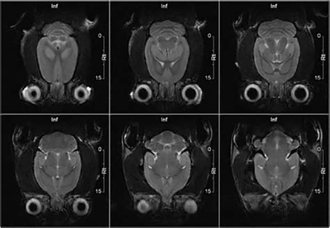 Preclinical Neurology Imaging