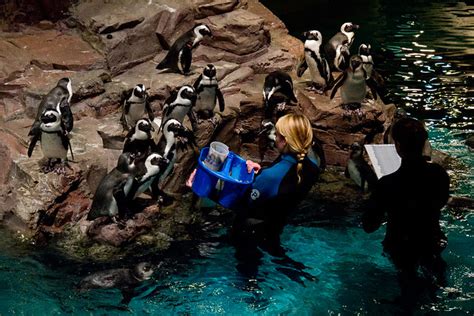 Boston Aquarium - penguins | Flickr - Photo Sharing!