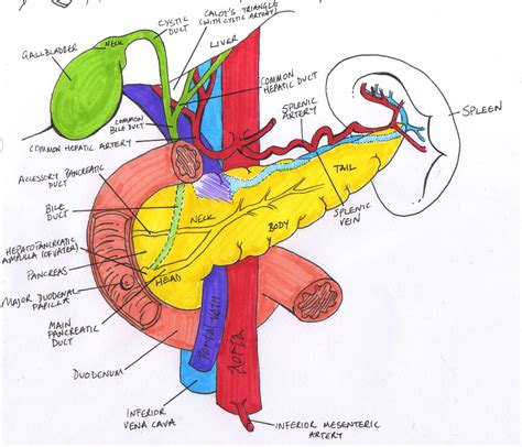 Part Of Pancreas Anatomy | Diagnostic medical sonography, Anatomy ...