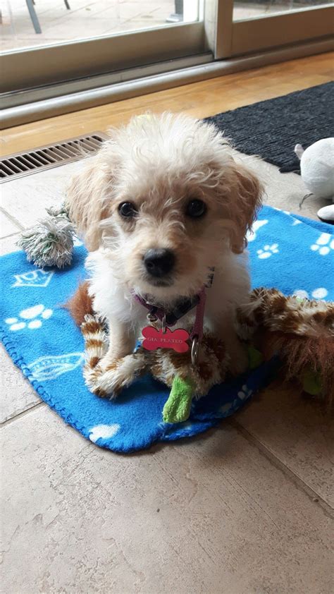 Westiepoo puppy! Aka west highland / poodle mix | Poodle mix, Westiepoo ...