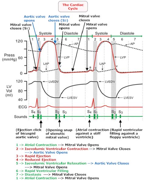 The normal cardiac cycle | Medical anatomy, Cardiac cycle, Nurse