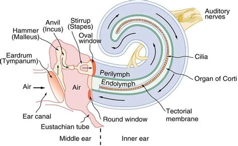 ELI5: How do speakers recreate complex sounds without muddling the ...