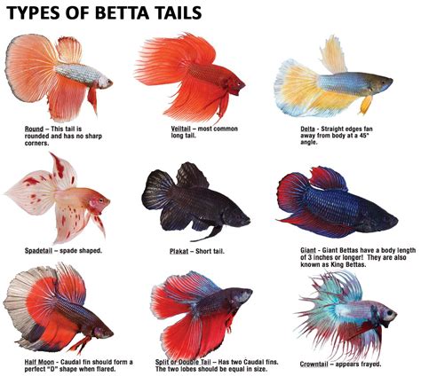 Types of Beta Fish Tails : r/Infographics