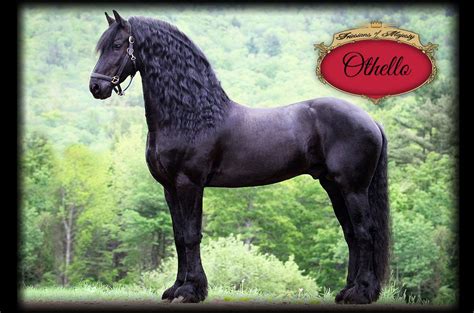 Home - Friesians of Majesty - Friesian Stallions and Horses for Sale ...