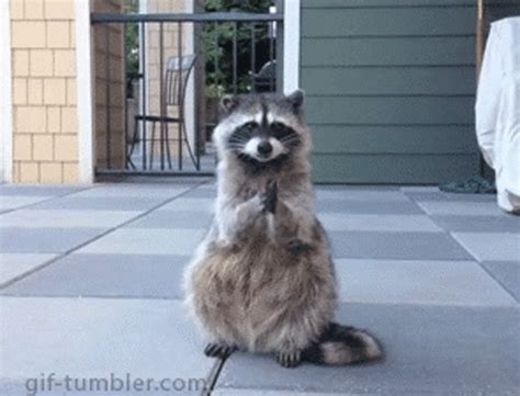 Funny Gifs : raccoon GIF - VSGIF.com